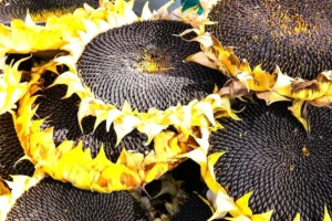 sunflower seeds, Tanzania sunflower seeds, wholesale sunflower seeds, bulk sunflower seeds, sunflower seed exporter, raw sunflower seeds, non-GMO sunflower seeds, organic seeds Tanzania, oilseed sunflower, TZ Trading Hub, African agricultural exports, Grade AA sunflower seeds