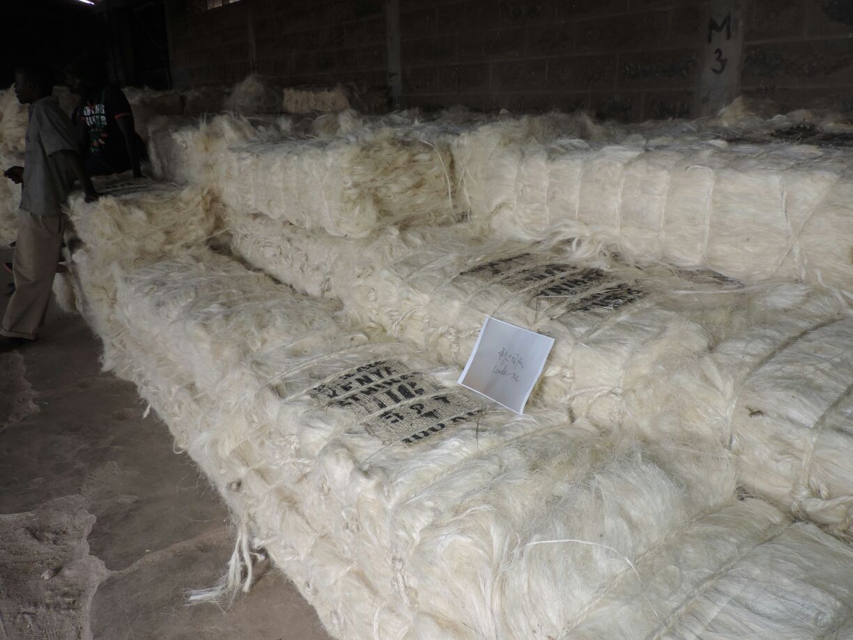 buy UG sisal fiber Tanzania, sisal fiber supplier Tanzania, wholesale sisal fiber FOB Dar es Salaam, UG grade sisal fiber export, natural sisal fiber bulk price, sisal fiber manufacturer Tanzania, Dar es Salaam sisal exporter, Tanzania sisal fiber wholesale, industrial sisal fiber supplier, sisal fiber bulk order Tanzania, UG sisal fiber 90-120cm length for rope manufacturing, Tanzania sisal fiber ISO 6989 certified supplier, buy sisal fiber ≥880N tensile strength wholesale, sisal fiber exporter Dar es Salaam port AfCFTA compliant, UG vs SSUG sisal fiber price comparison Tanzania, biodegradable sisal fiber for geotextiles bulk order, sisal fiber for automotive composites Tanzania, natural sisal fiber bales 250kg export Tanzania, sisal fiber phytosanitary certificate supplier Tanzania, FOB Dar es Salaam sisal fiber price per MT, Where can I buy UG grade sisal fiber from Tanzania, What is the price of UG sisal fiber per ton FOB Tanzania, How to import sisal fiber from Tanzania to USA, Is Tanzania sisal fiber suitable for automotive composites, What certifications come with Tanzania sisal fiber exports, How strong is UG grade sisal fiber tensile strength, What is the moisture content of Tanzania sisal fiber, Can I get samples of UG sisal fiber before bulk order, What is the minimum order quantity for sisal fiber Tanzania, How long does sisal fiber shipping from Dar es Salaam take, sisal fiber manufacturer Tanga Tanzania, Dar es Salaam sisal fiber export company, Tanzania Sisal Board approved supplier, East Africa sisal fiber wholesale distributor, AfCFTA sisal fiber trade Tanzania, Morogoro sisal estate fiber supplier, Tanzanian natural fiber export agent, sisal fiber logistics Dar es Salaam port, Tanzania sisal fiber customs clearance support, smallholder sisal fiber cooperative Tanzania