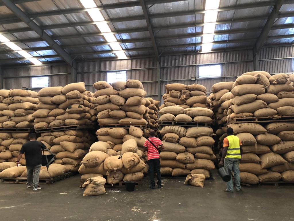Raw Cashew Nuts Exporters in Tanzania